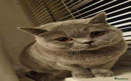 Mixed Breed cats for sale: Half british shorthair kittens - Image 1