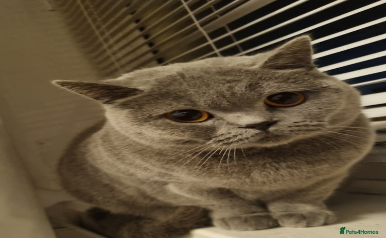 Mixed Breed cats - Advert 3