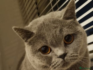 Mixed Breed cats - Advert 1