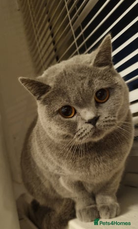 Mixed Breed cats - Advert 3