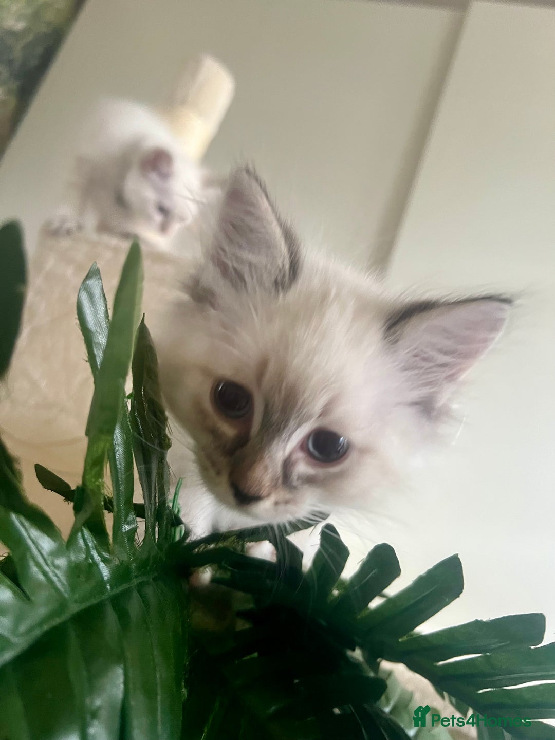 Siberian cats for sale: Hypoallergenic Female Siberian Blue eyes Neva - Advert 27