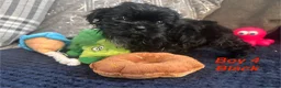 Shih Tzu dogs for sale: 6 beautiful shih tzu puppies for sale  - Advert 13