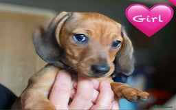 Miniature Dachshund dogs for sale: Miniature Dachshund Puppies - Image 12