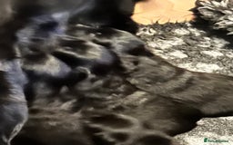 Mixed Breed dogs for sale: Collie Cocker puppies available mid Dec - Advert 5