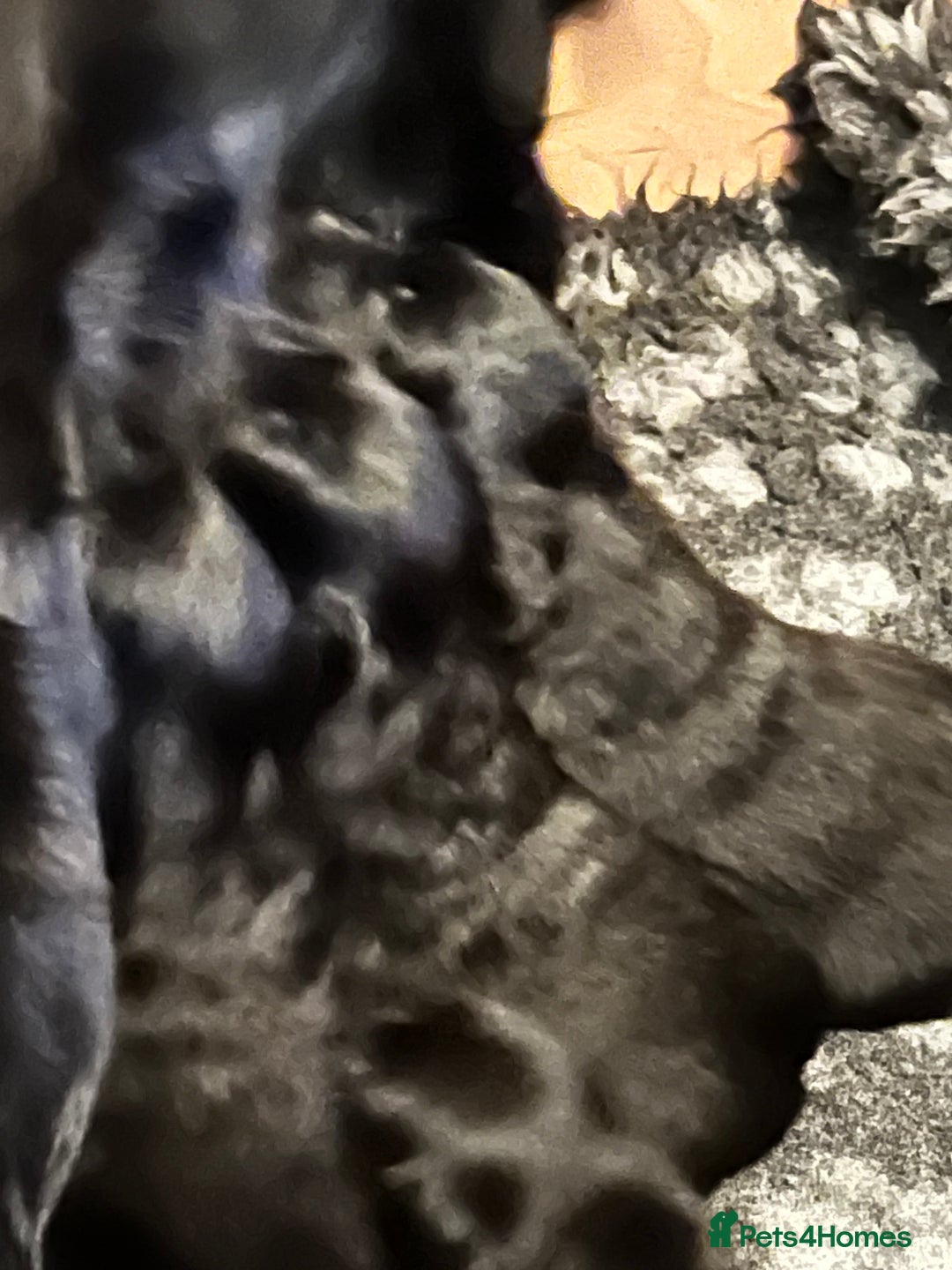 Mixed Breed dogs for sale: Collie Cocker puppies available mid Dec - Advert 5