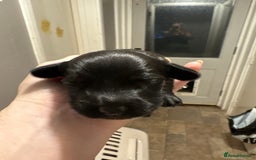 Mixed Breed dogs for sale: Doxiepoos for sale 3 x male 1 x bitch - Image 12