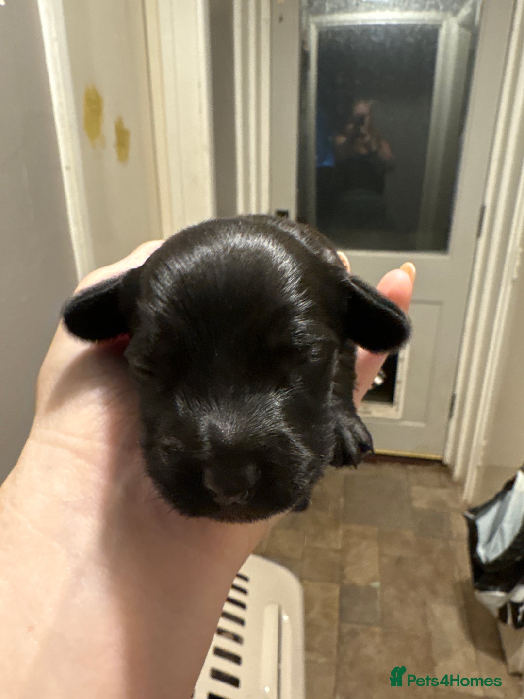 Mixed Breed dogs for sale: Doxiepoos for sale 3 x male 1 x bitch - Image 12