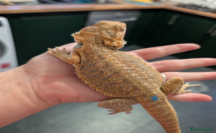 Bearded Dragon reptiles - Advert 8