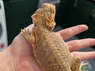 Bearded Dragon reptiles - Advert 26