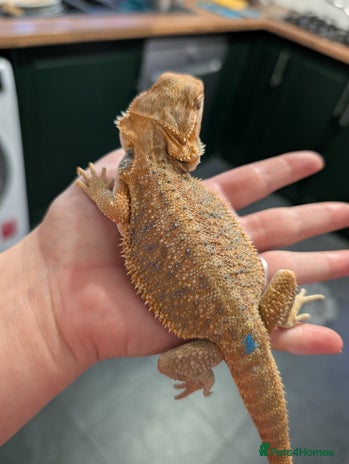 Bearded Dragon reptiles - Advert 7