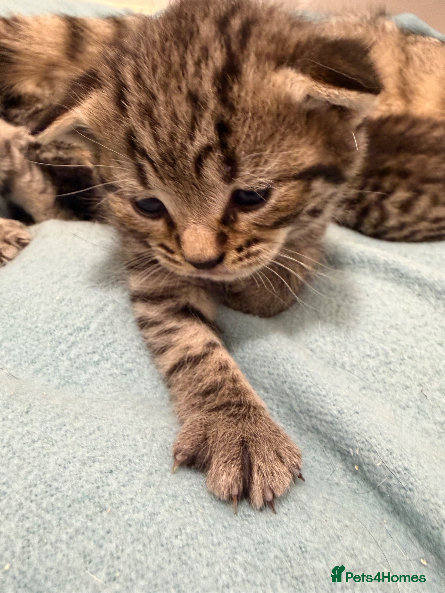 Mixed Breed cats Gorgeous British Short Hair Cross Baby Lions 🦁  - Advert 5