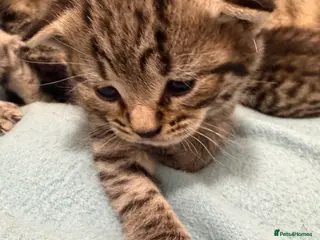 Mixed Breed cats Gorgeous British Short Hair Cross Baby Lions 🦁 - Advert 5
