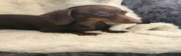 Miniature Dachshund dogs for sale: Beautiful dachshund puppies  - Advert 12