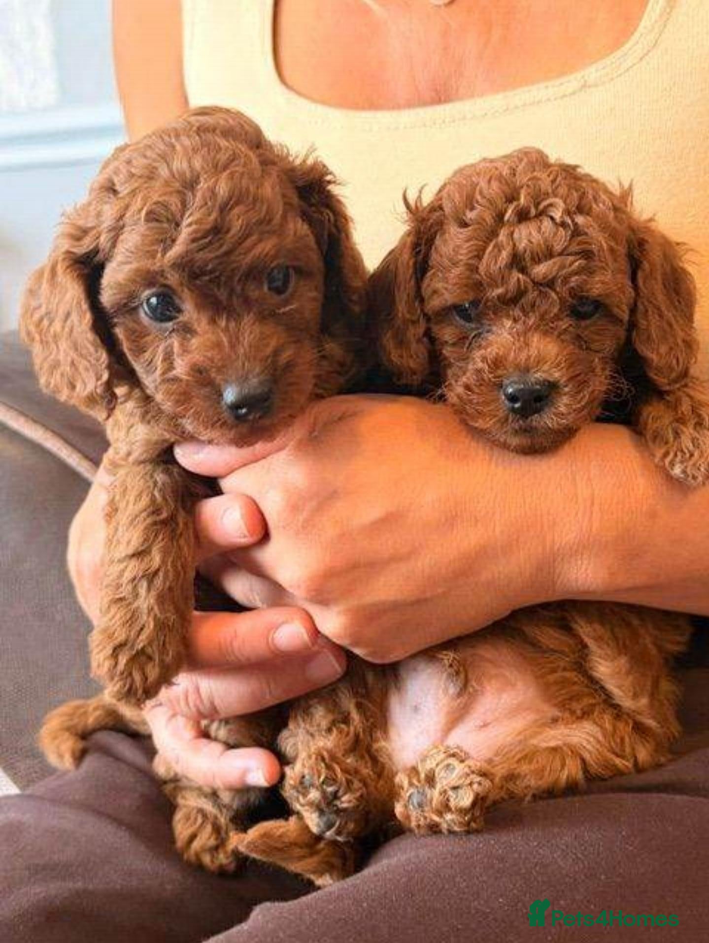 Poodle dogs Gorgeous Pure Poodle Puppies Loving Homes - Advert 1