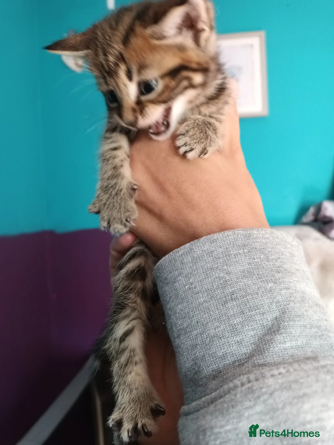 Bengal cats for sale: Russian Blue/Bengal cross kittens - Advert 7