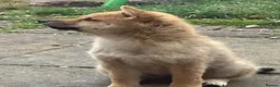 Japanese Shiba Inu dogs for sale: Small sizeShiba parents health tested champions  - Advert 4