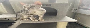 Bengal 3