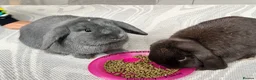 Mini Lop rabbits for sale: Male bonded pair mini lops in Coventry - Advert 8