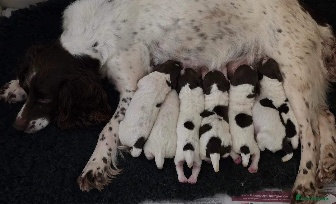 English Springer Spaniel dogs for sale: English Springer Spaniel Puppies - Advert 2
