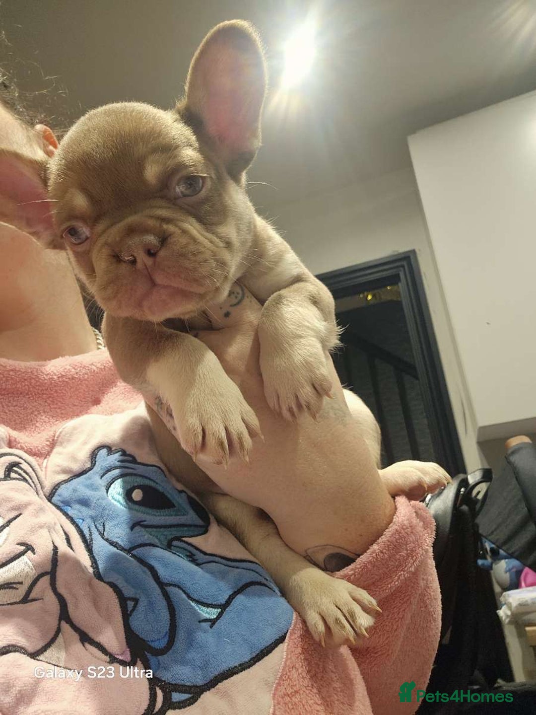 French Bulldog dogs for sale: French bulldog puppys for sale  - Advert 5
