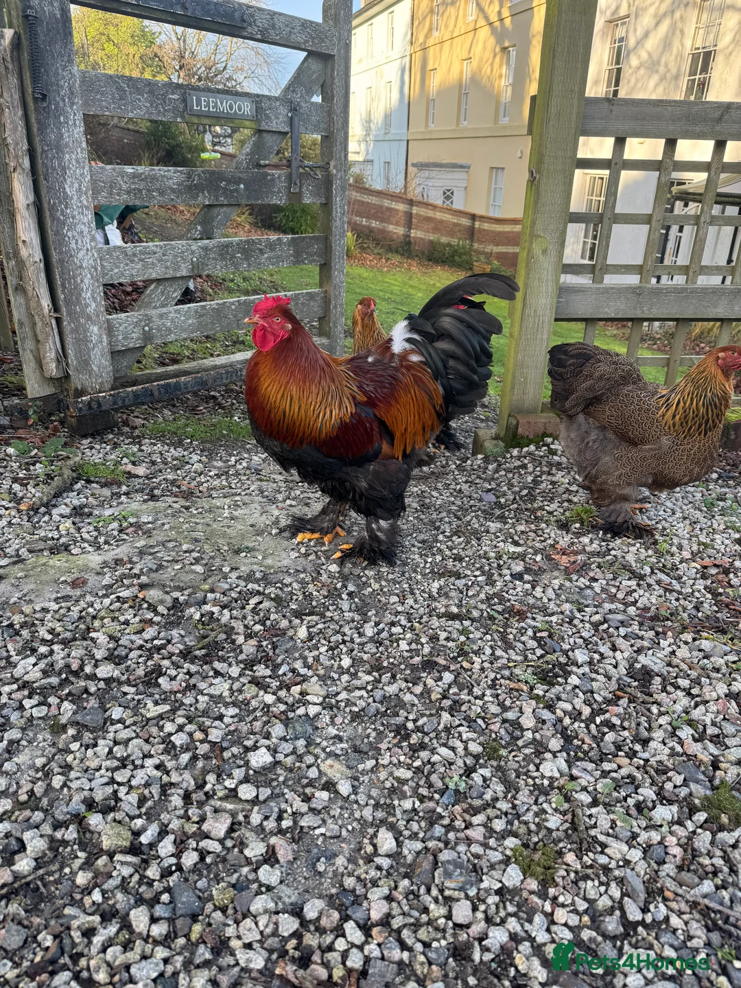 Chickens poultry for sale: Golden Partridge Barham - Advert 2