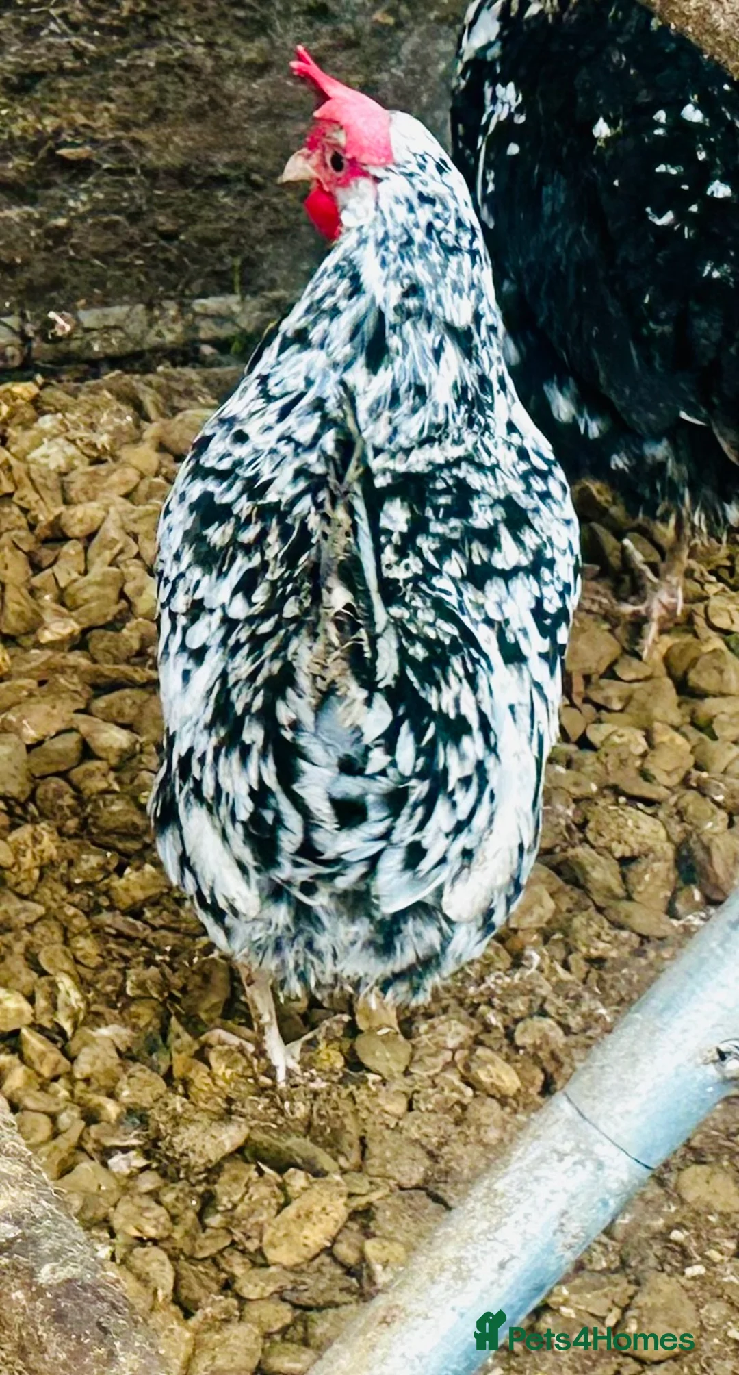 Chickens poultry for sale: EXCHEQUER LEGHORN CHICKENS - POL - Advert 3