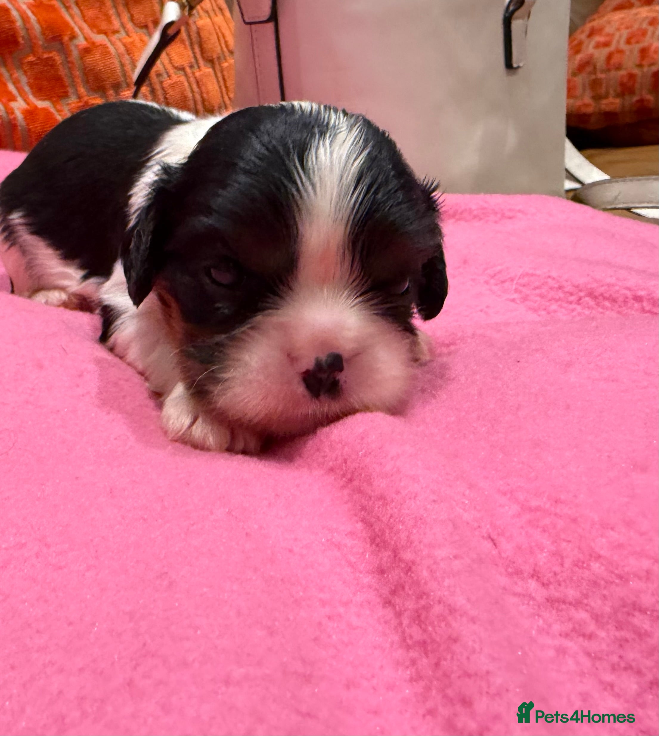 Cavalier King Charles Spaniel dogs Health tested cavaliers  - Advert 2