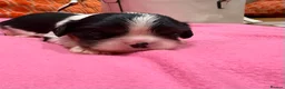 Cavalier King Charles Spaniel dogs for sale: Health tested cavaliers  - Advert 2