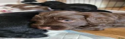 Mixed Breed dogs for sale: Bordoodle X Springer Spaniel puppies  - Advert 10