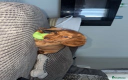 Miniature Dachshund dogs for sale: Longhair Minature dachshund  in Peterborough - Image 3