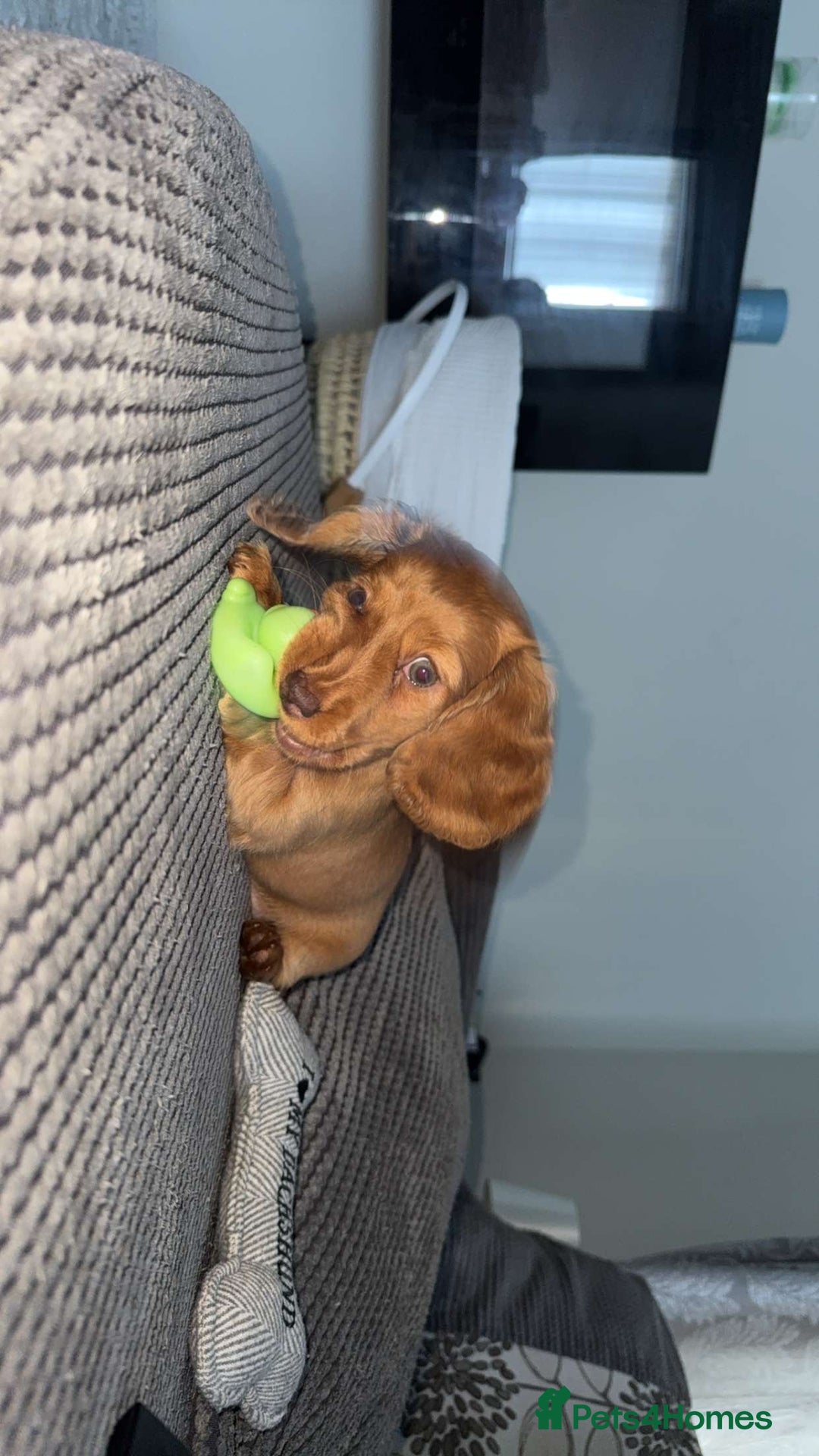 Miniature Dachshund dogs for sale: Longhair Minature dachshund  in Peterborough - Image 3