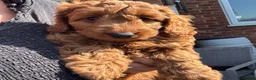 Cockapoo dogs for sale: READY NOW STUNNING CURLY CHOCOLATE MALE - Advert 20
