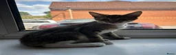 Mixed Breed cats for sale: 🚨KITTENS URGENTLY NEEDING HOMES!!!🚨REDUCED - Advert 4