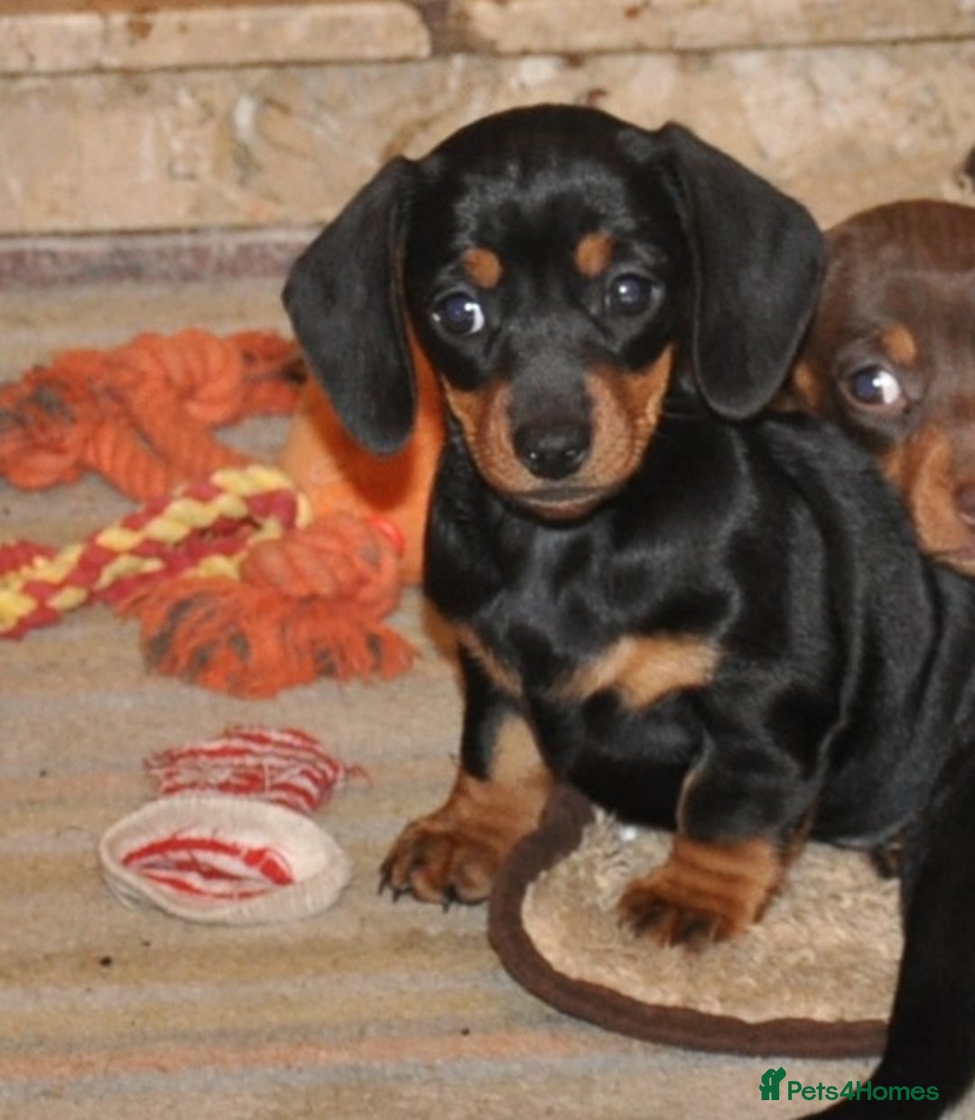Dachshund dogs for sale: Miniature Smooth Haired Dachshunds - Advert 5