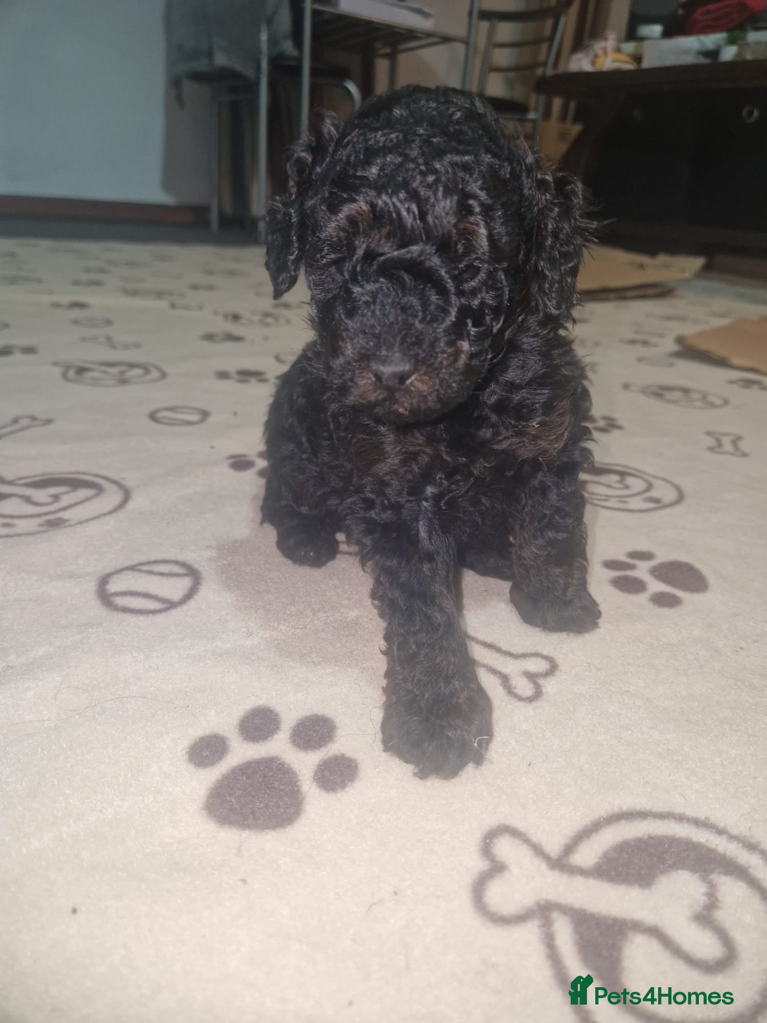 Toy Poodle dogs Toy Poodle Puppies - Ready Early June | DNA Clear  - Advert 1