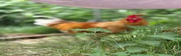 Chickens poultry for sale: 🐓 Brahma × Legbar × isa brown rooster in Folkestone - Advert 4