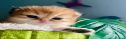 British Longhair cats for sale: 🐾🐾♥️Baby boy - golden black shaded boy🐾🐾♥️ - Advert 9