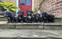 Bedlington Terrier dogs for sale: Fantastic F1 Bedlington x Whippet Puppies  - Image 12