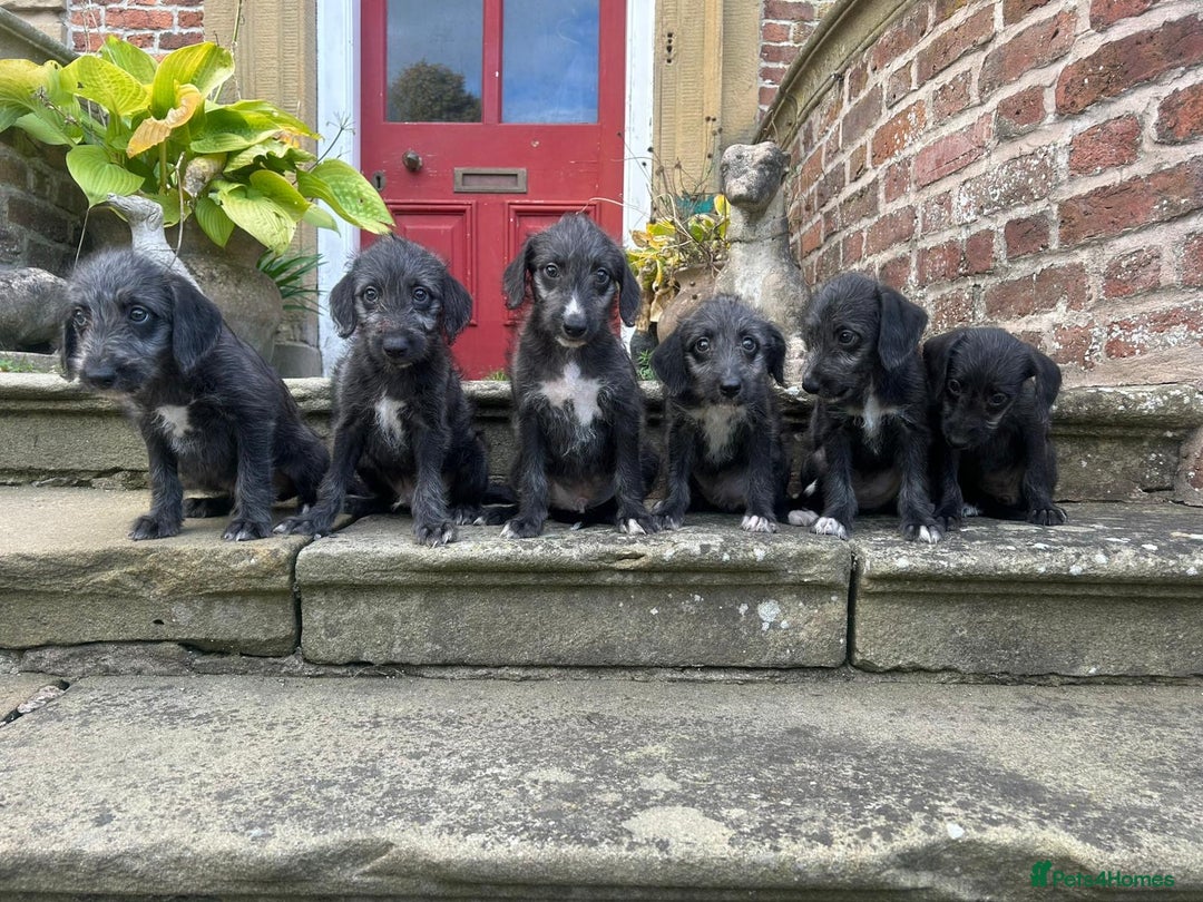 Bedlington Terrier dogs for sale: Fantastic F1 Bedlington x Whippet Puppies  - Image 12