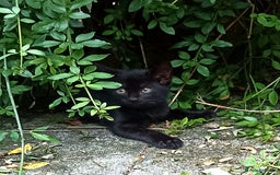 Mixed Breed cats for sale: Kittens - Image 4