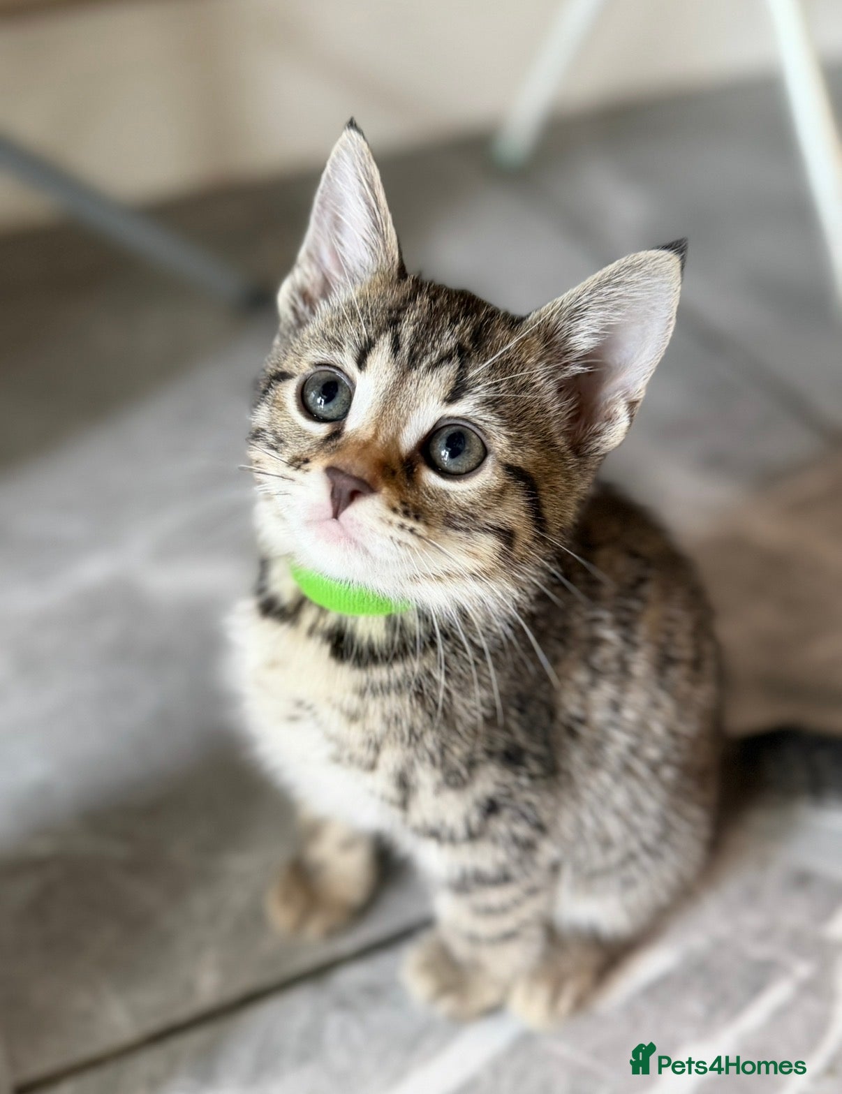 Bengal cats Beautiful Kittens ready for forever homes. - Advert 12