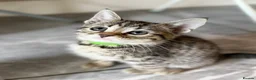 Bengal cats for sale: Beautiful Kittens ready for forever homes. - Advert 20