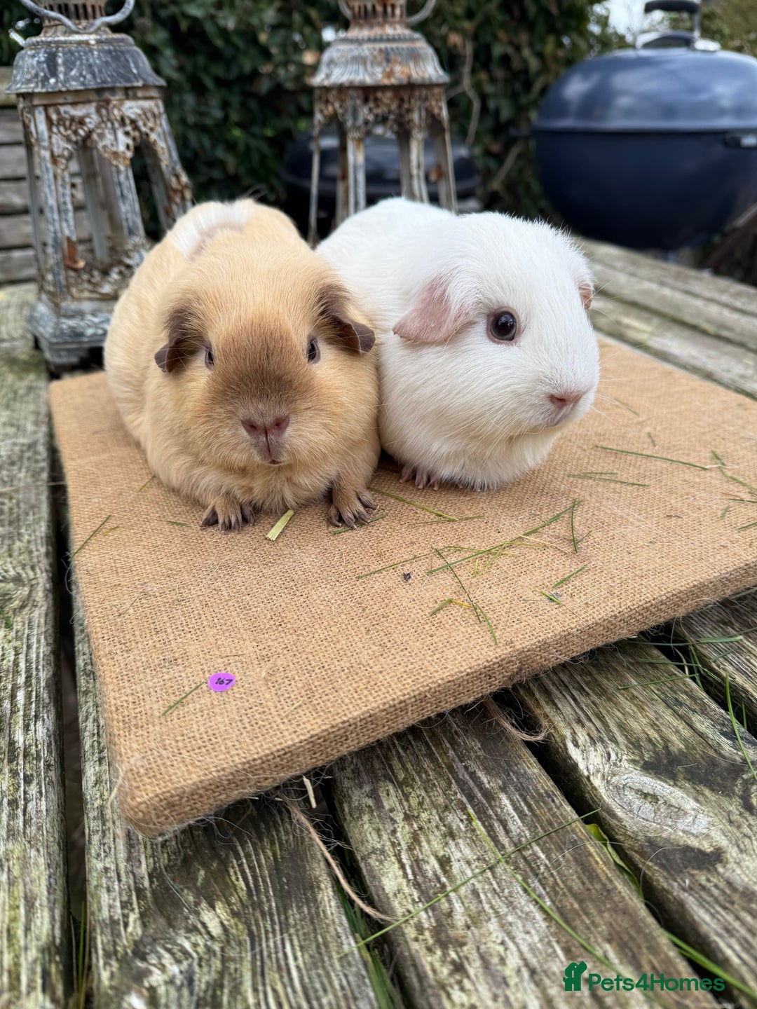 Guinea Pig rodents for sale: Pure bred California & Swiss guineapigs  - Advert 21