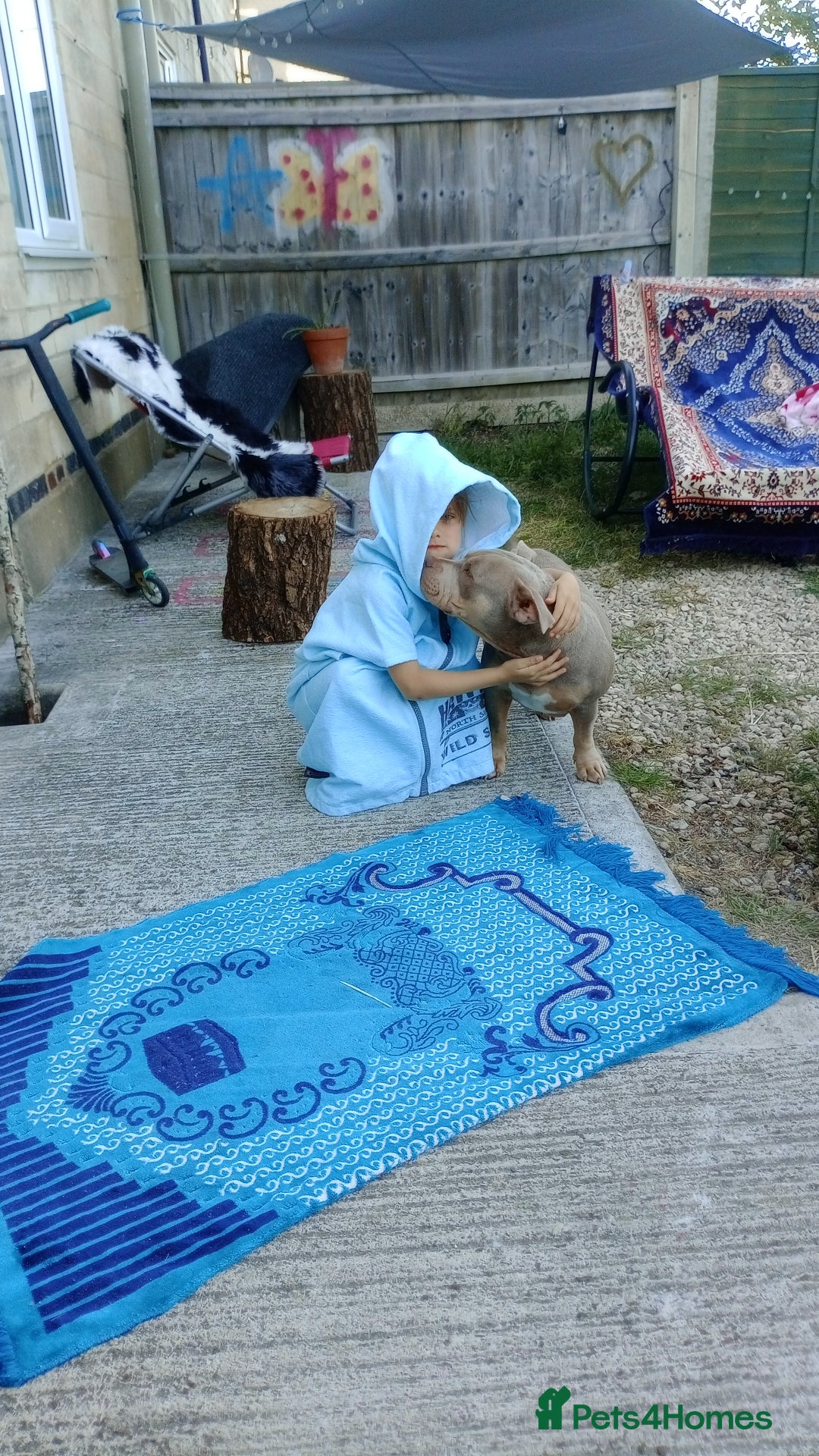 American Bully dogs for sale: Pocket bully  - Image 12