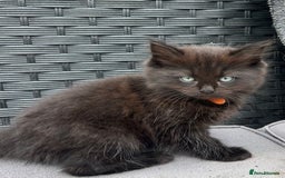Ragdoll cats for sale: ALL RESERVED Ragdoll X beautiful fluff ball - Image 3