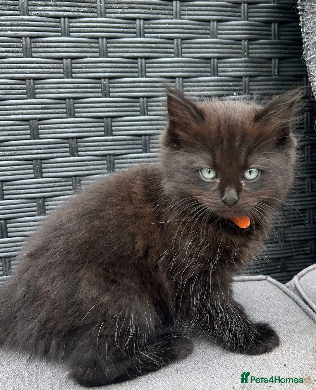 Ragdoll cats for sale: ALL RESERVED Ragdoll X beautiful fluff ball - Image 3