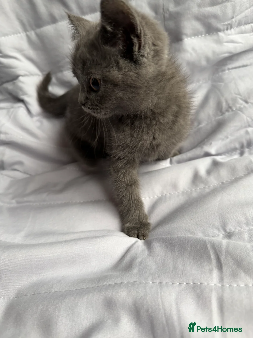 British Shorthair cats for sale: Pedigree BSH British cat kittens  - Advert 10