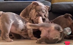 English Bulldog dogs for sale: Show-Stopping Lilac & Chocolate Merle Bulldog - Image 10