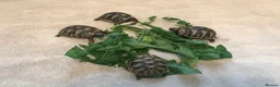 Hermann Tortoise reptiles for sale: Hermann Tortoise 2025 Hatchlings  in Rugby - Advert 3