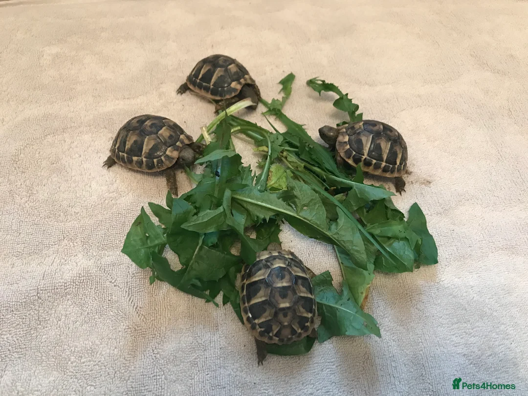 Hermann Tortoise reptiles for sale: Hermann Tortoise 2025 Hatchlings  in Rugby - Advert 3